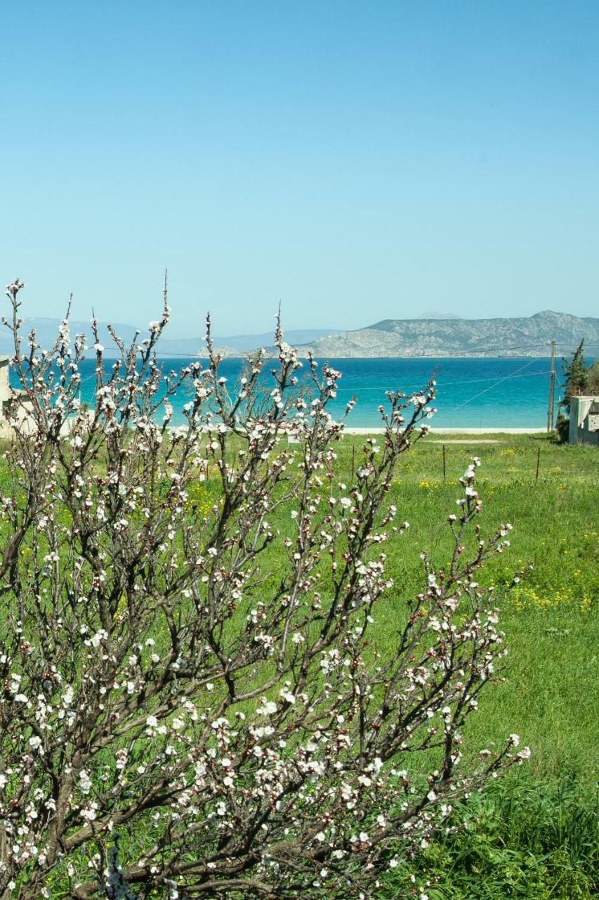 Phoenix Beachside Condos Kokkónion Zewnętrze zdjęcie